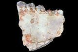 Oreodont (Merycoidodon) Jaw Section - South Dakota #128139-1